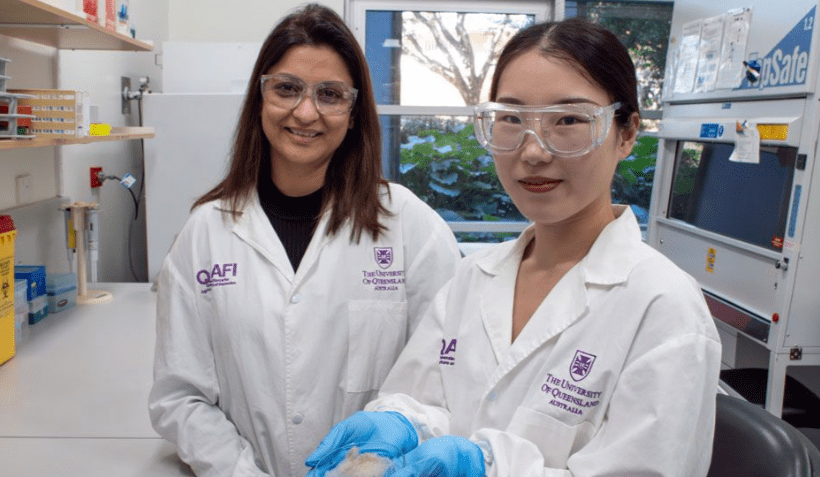 UQ blowfly research offers potential to combat buffalo fly and ticks