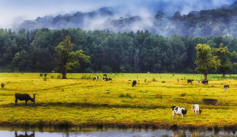 Avoiding the full force of cold weather on cows