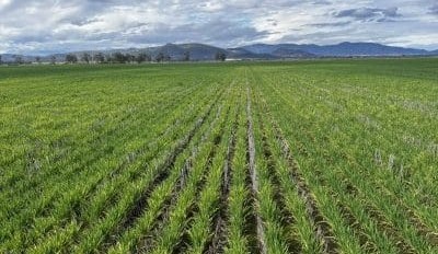 Feedgrain Focus: Nearby values firm despite patchy rain