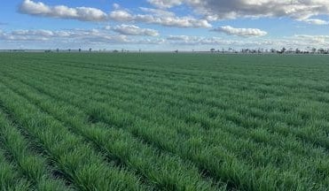 Feedgrain Focus: Grower selling slows in falling market