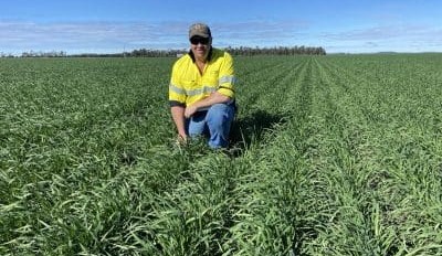 Feedgrain Focus: Growers give sagging market cold shoulder