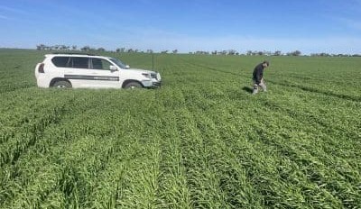 Feedgrain Focus: Prices firm despite improved yield prospects