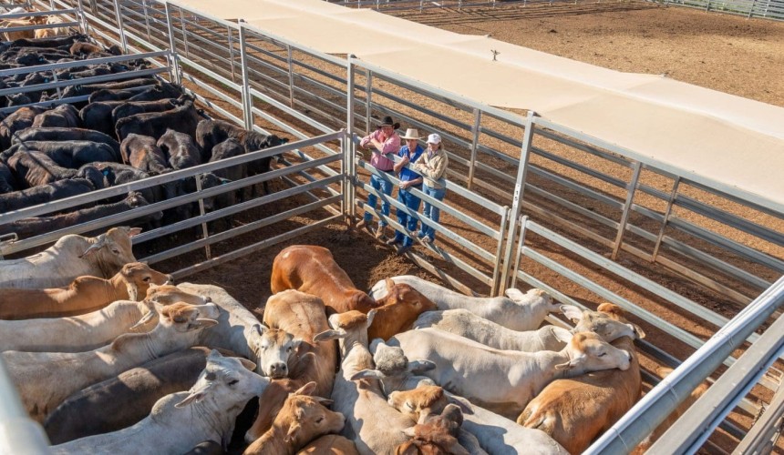 Roma store sale 27 August 2024: Firmer market, cows dearer