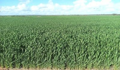 Feedgrain Focus: Trade thin as growers bite bearish bullet