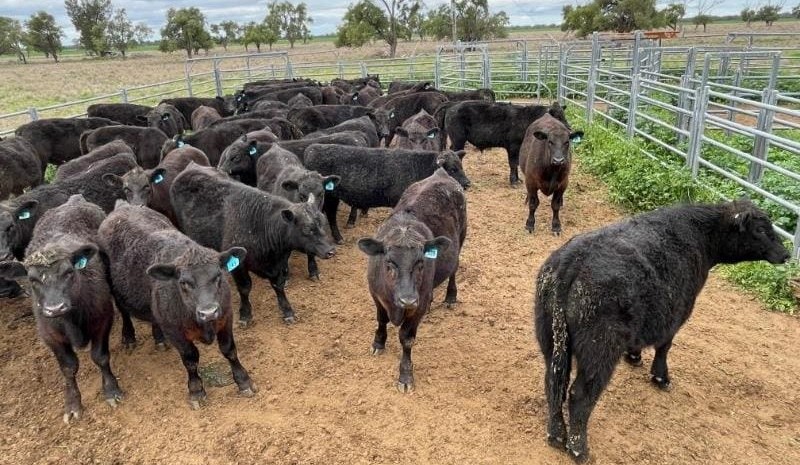 Solid price rises in young cattle in smaller 10,720 head AuctionsPlus offering