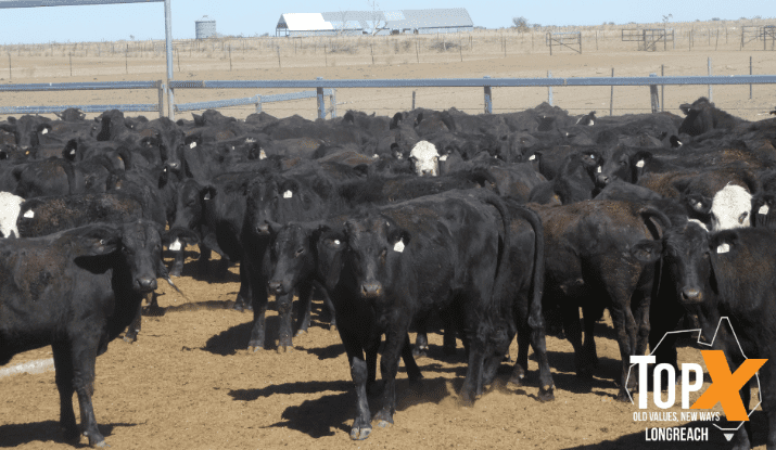 Light/medium weight heifers lift sharply in online trading; other categories mixed