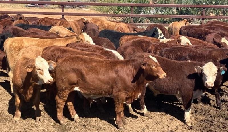 Lift in lighter steers and heifers in 10,000 head AuctionsPlus offering