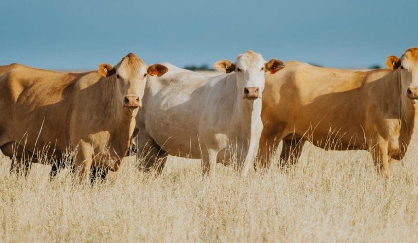 AA Co 200 years: Composite genetics era marks focus on meat quality