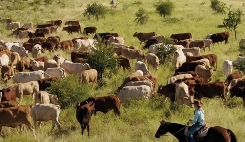 Cattle Australia condemns decision to suspend carbon methodology