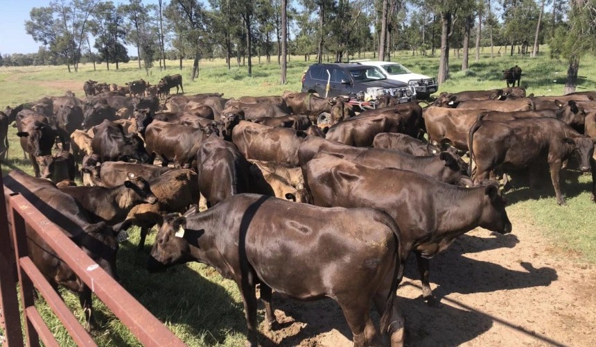 High carcase merit Goondiwindi Fullbloods top RNA Wagyu performance class