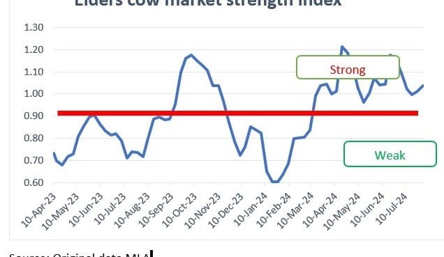 Cow prices firm strongly, but processor margins remain solid