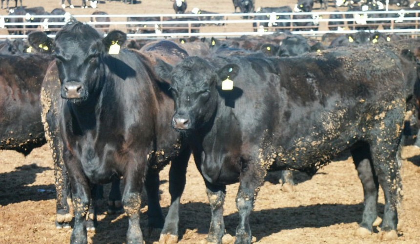 How hairy are your cattle in winter? US research finds links between early-shedders and heat stress performance