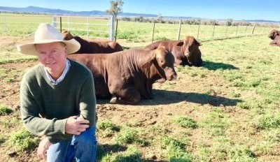 Santa Gertrudis hitting the specs for adaptability, sustainability and market flexibility