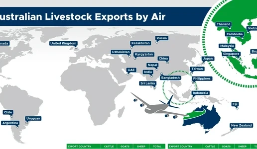 Exporters report 80 Dorper sheep deaths in Jakarta air shipment