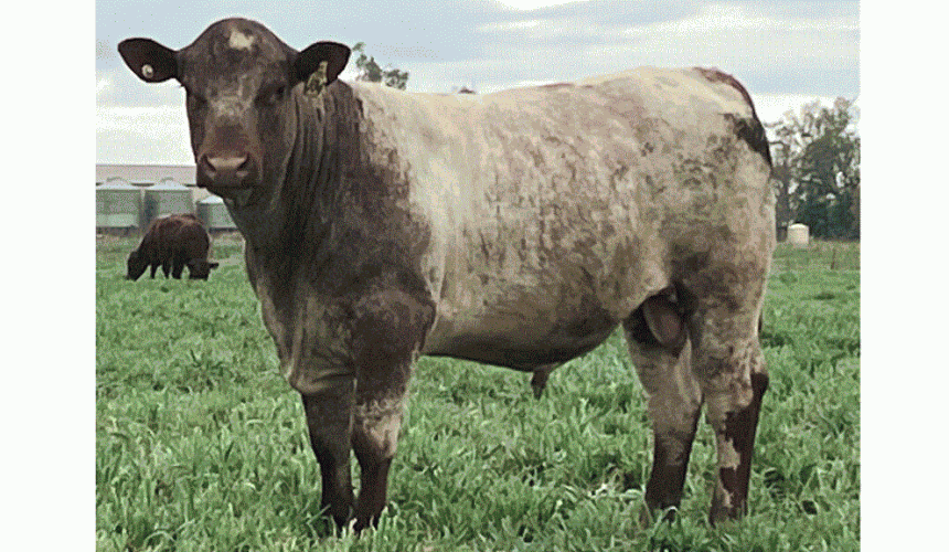 Queensland Tuff, Shorthorn Tender – your advantage with Marellan Shorthorns
