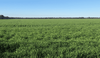 Feedgrain Focus: Prices soften despite concerns in south