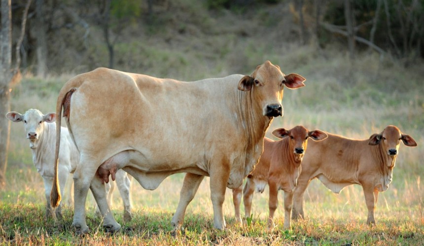 Weekly genetics review: Six top trends in cattle genetics for 2024 embracing efficiency, sustainability, and innovation