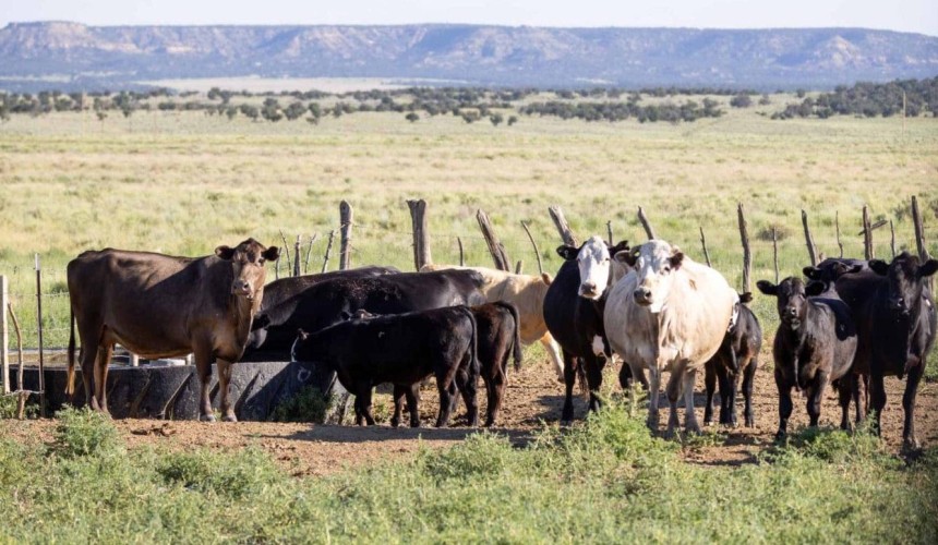 US Democrats commit to net zero ag emissions by 2050, while Bezos backs methane vaccine research