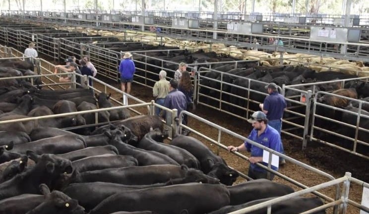 New monthly Yea store sale set for September launch, following Pakenham closure