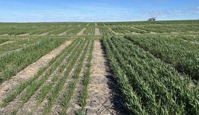 Feedgrain Focus: Tight hay stocks fuel jump in local wheat