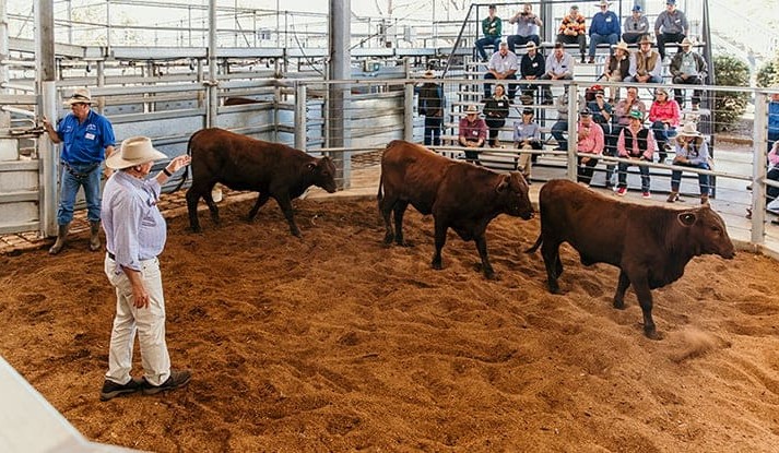 More beef for your buck at Kidman Springs