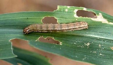 Predicting Australia’s exposure to exotic pests