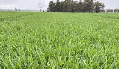 Feedgrain Focus: Prices plunge on offshore moves