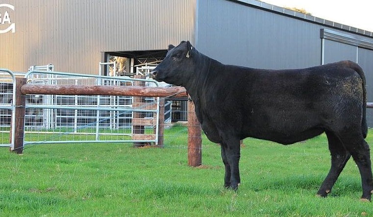 Donated heifers for auction helping Angus Youth Foundation