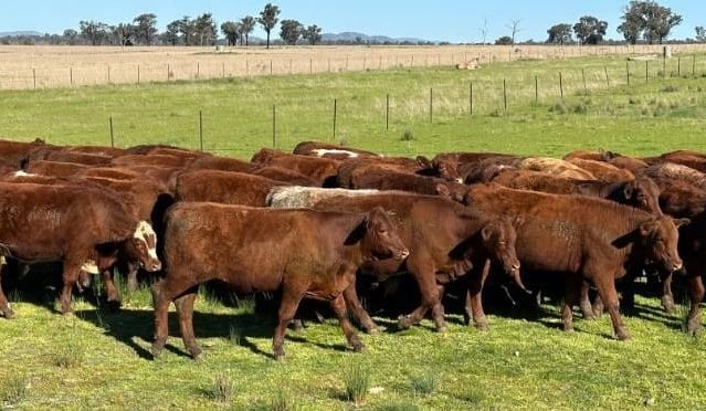 Heifer prices show firming trend in much smaller AuctionsPlus offering