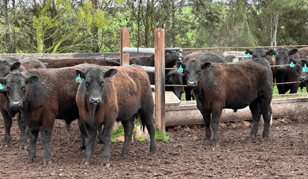 Softer demand in 13,350 head AuctionsPlus offering