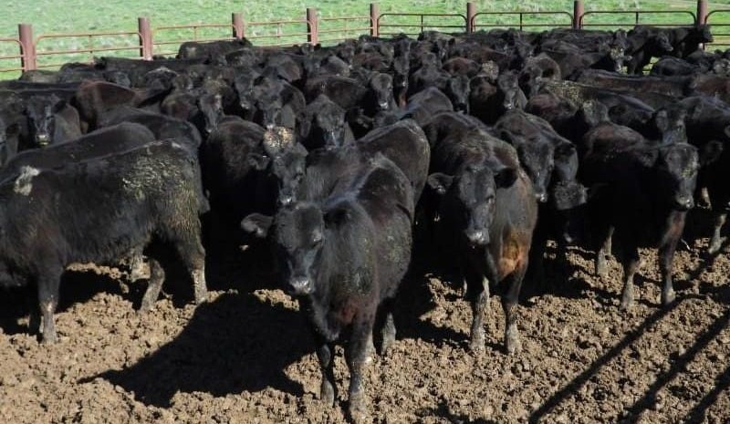Steers and young heifer prices trend higher in online trading