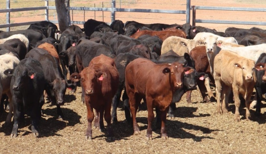 Most heifer and steers lines steady to softer in 13,672 head AuctionsPlus offering