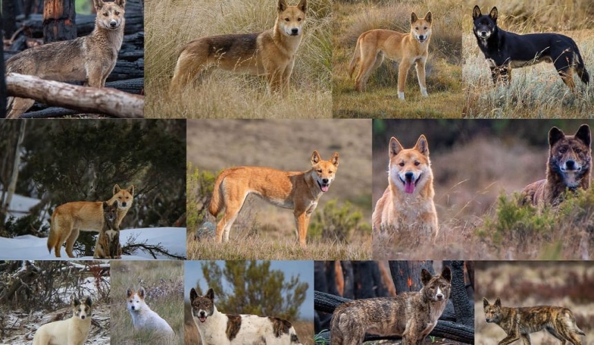Vic Govt allows for control of dingoes in part of state