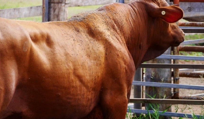Weekly genetics review: Why do some cattle cope better than others with buffalo fly?