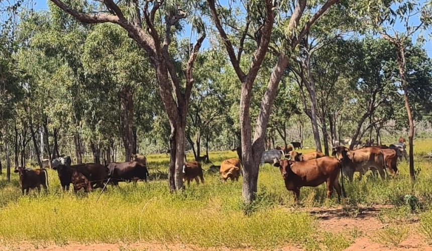 Movement at the station: Recent property listings in QLD/NT