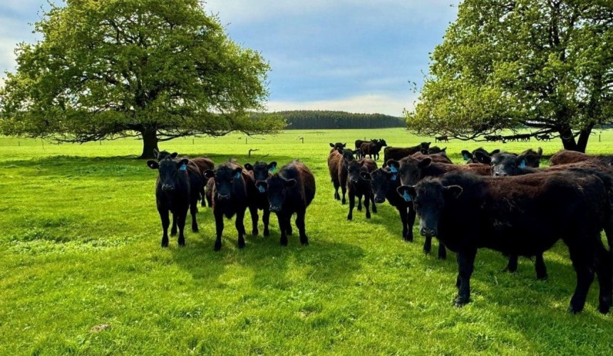 Offshore owner to market NSW & Victorian cattle, sheep, grain aggregations