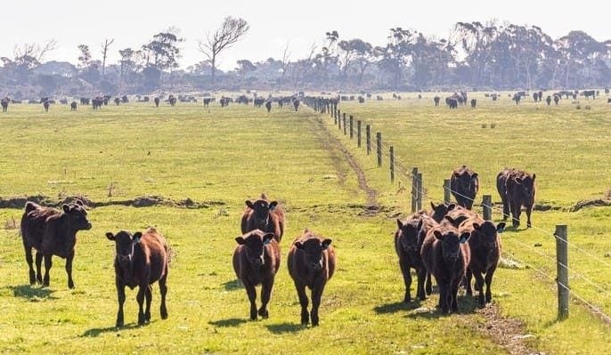 CA releases deforestation definition, calls for Govt to support industry