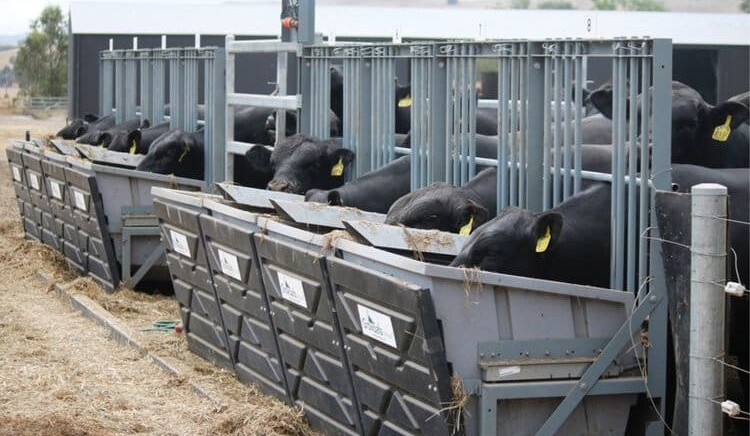 Bull breeders zoning-in on selection for lower cattle methane emissions