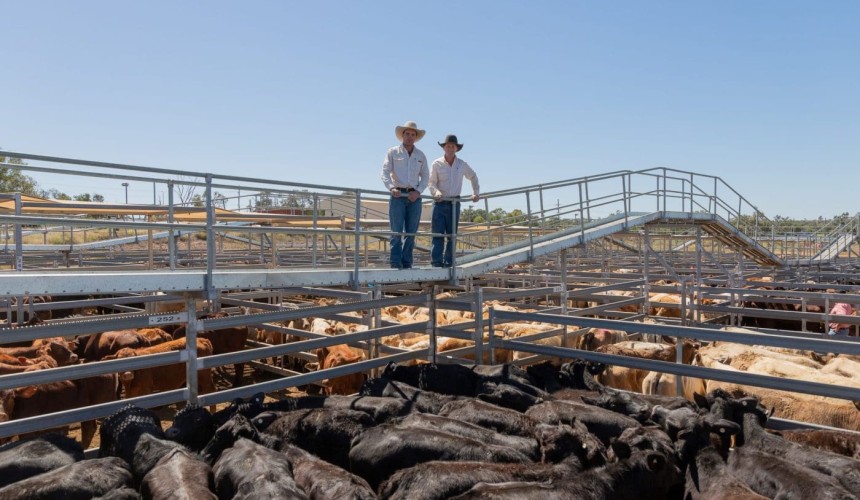 Roma store sale 3 Sep 2024: Western cattle boost yarding