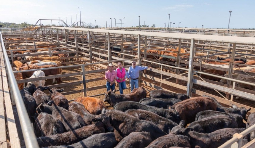 Roma store sale 10 Sep 2024:  Firm to dearer market for 7025 head