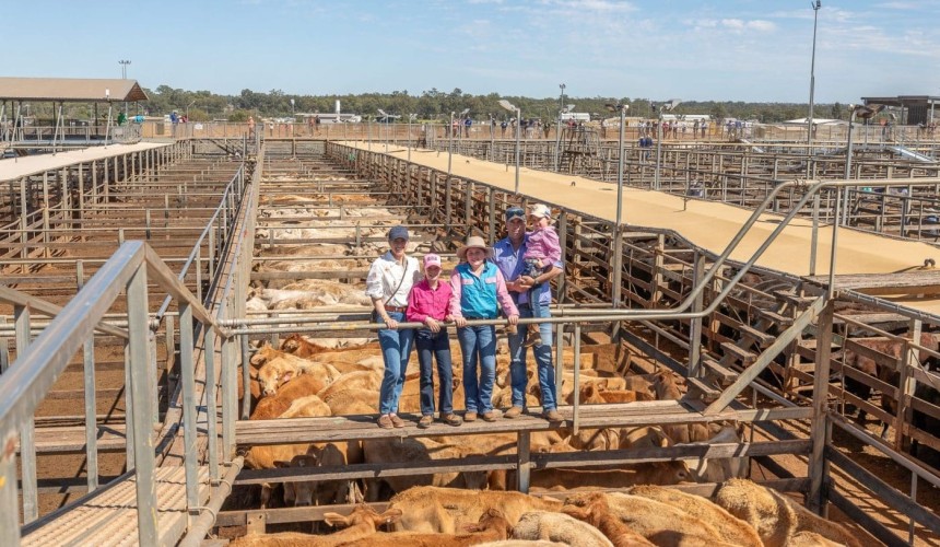 Roma store sale 17 Sep 2024: Run of 976 Charolais cross steers a highlight