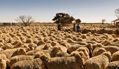 Australian Food & Agriculture sells vast NSW portfolio in $780m deal
