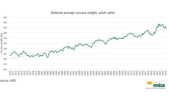 Carcase weights ease across all states
