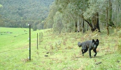 Fears of wild dog influx prompt dingo feedback call