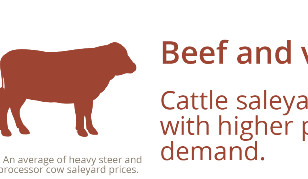 ABARES forecasting average saleyard prices to rise this year