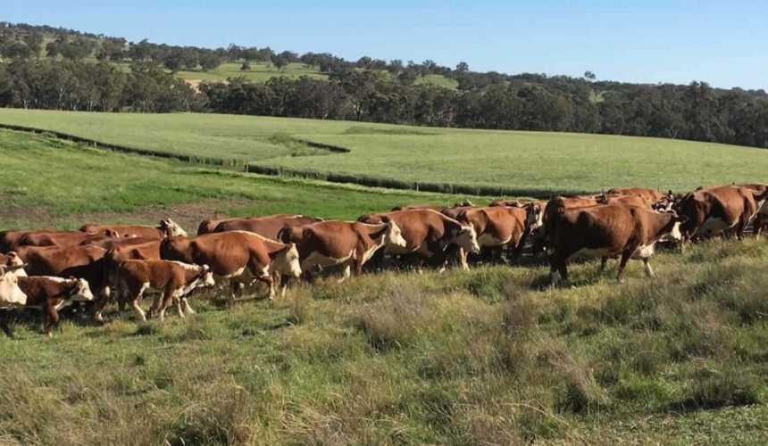 Movement at the station: Recent property listings in NSW, Victoria and Tasmania