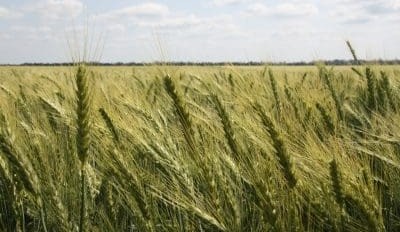 Feedgrain Focus: South firms as yield outlook slips