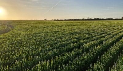 Feedgrain Focus: Offshore bounce, northern freight lift values