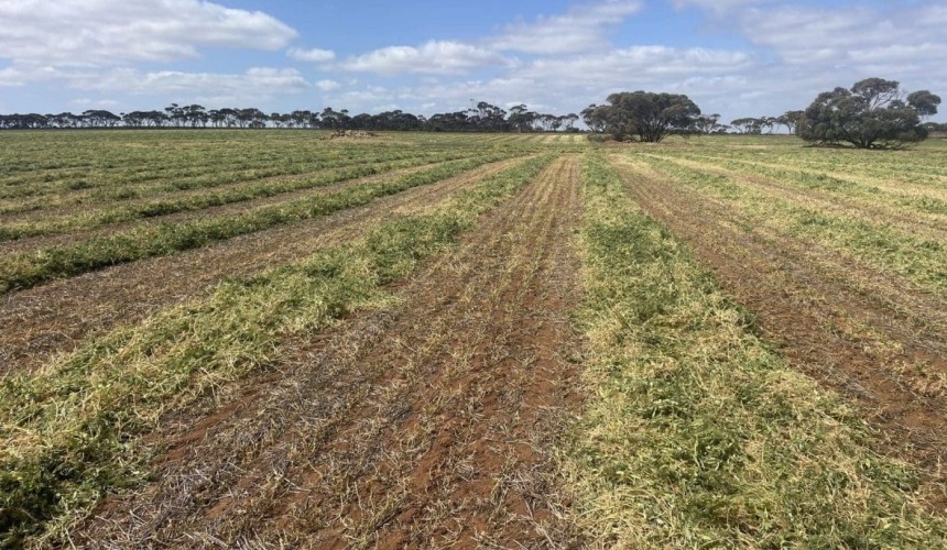Feedgrain Focus: Fierce frost quashes southern selling