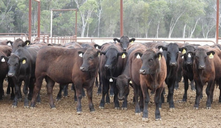 Clearance drops to 49pc in 12,000 head AuctionsPlus offering